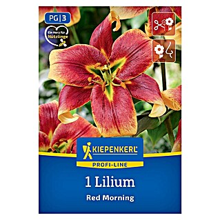 Kiepenkerl Mešana cvetlična semena lilij Red Morning (Lilium x Hybrida, Večbarvna)