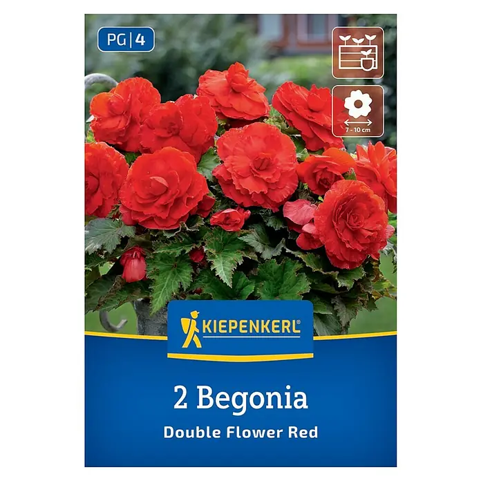 Kiepenkerl Blumensamenmischung Begonie Double Flower Red - Begonia x Tuberhybrida, Rot - Produktbild einer Kiepenkerl Begonie 'Double Flower Red' Samenpackung mit üppigen roten Blüten und grünen Blättern.