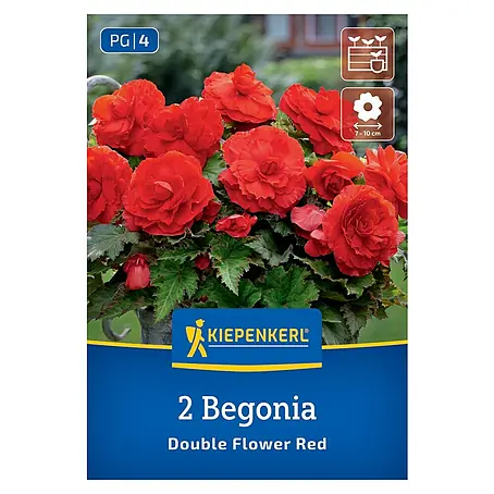 Kiepenkerl  Blumensamenmischung Begonie Double Flower Red