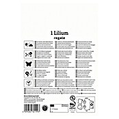 Kiepenkerl Mešana cvetlična semena kraljevih lilij  (Lilium regale) | 8113 - Frühjahrsblumenzwiebeln | IBXA - Blumenzwiebeln | IBX - Blumenzwiebeln | IB - Grünpflanzen/Sämereien | I - Stadtgarten | BAUHAUS