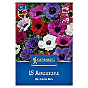 Kiepenkerl Mešana cvetlična semena spomladanske vetrnice De Caen  (Anemone coronaria, Večbarvna) | 8113 - Frühjahrsblumenzwiebeln | IBXA - Blumenzwiebeln | IBX - Blumenzwiebeln | IB - Grünpflanzen/Sämereien | I - Stadtgarten | BAUHAUS