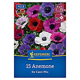 Kiepenkerl Mešana cvetlična semena spomladanske vetrnice De Caen (Anemone coronaria, Večbarvna)