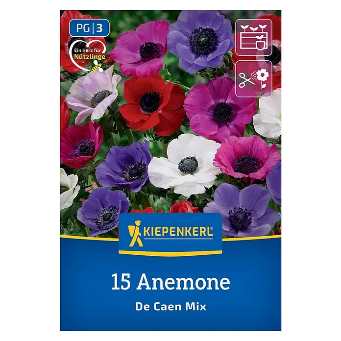 Kiepenkerl Blumensamenmischung Kronenanemone De Caen Mischung - Anemone coronaria, Mehrfarbig - Anemone De Caen Mix von Kiepenkerl mit 15 Blumenzwiebeln. Vielfältige Farbenpracht für Beet und Vase.