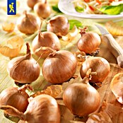 Kiepenkerl Steckzwiebeln Rote Schalotten, Gr.7/14 (Allium cepa, Erntezeit: Juli, 400 g) | BAUHAUS