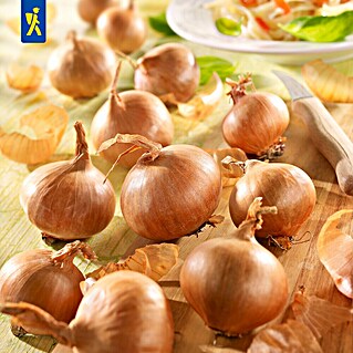 Kiepenkerl Steckzwiebeln Rote Schalotten, Gr.7/14 (Allium cepa, Erntezeit: Juli, 400 g)