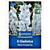 Kiepenkerl Mešana cvetlična semena gladijol White Prosperity 