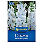 Kiepenkerl Mešana cvetlična semena gladijol White Prosperity  (Gladiolus x Hybrida, Bela) | 8113 - Frühjahrsblumenzwiebeln | IBXA - Blumenzwiebeln | IBX - Blumenzwiebeln | IB - Grünpflanzen/Sämereien | I - Stadtgarten | BAUHAUS