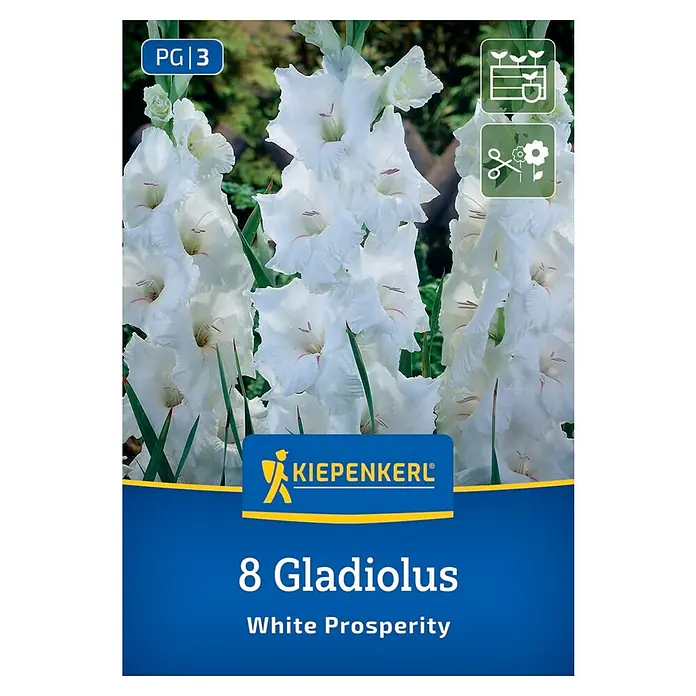 Kiepenkerl Blumensamenmischung Gladiole White Prosperity - Gladiolus x Hybrida - Produktbild: Kiepenkerl 8 Gladiolen White Prosperity, eine Packung mit weißen Gladiolen für den Garten.