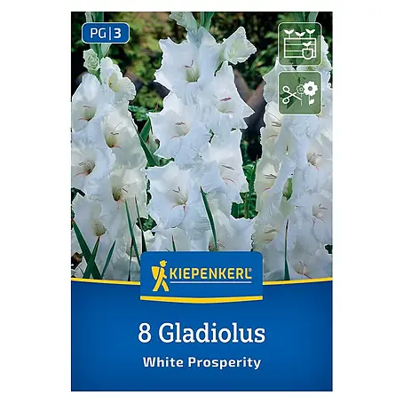 Kiepenkerl  Blumensamenmischung Gladiole White Prosperity