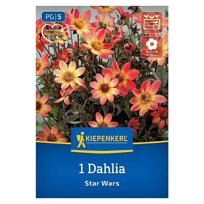 Kiepenkerl Dahlie Star Wars - Dahlia x Hybrida, Mehrfarbig - Dahlie 'Star Wars' Blumensamen. Die farbenfrohen Blüten in Orange- und Gelbtönen machen diese Dahlie zu einem echten Hingucker im Garten.