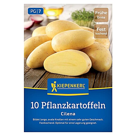 Kiepenkerl Pflanzkartoffeln Cilena (Solanum tuberosum, 10 Stk., Erntezeit: August)