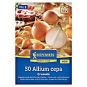 Kiepenkerl Profi-Line Steckzwiebeln Crusado (Allium cepa, Erntezeit: Juli) | BAUHAUS