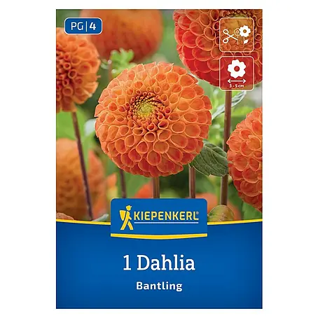 Kiepenkerl  Dahlie Bantling