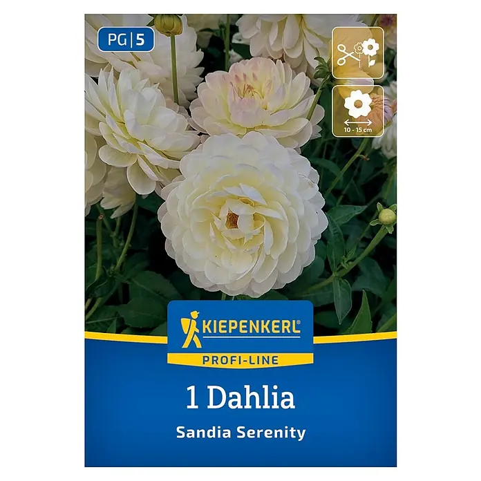Kiepenkerl Dahlie Sandia Serenity - Dahlia x Hybrida, Mehrfarbig - Das Bild zeigt eine 'Sandia Serenity' Dahlie von Kiepenkerl, eine wunderschöne weiße Blume, ideal für jeden Garten.