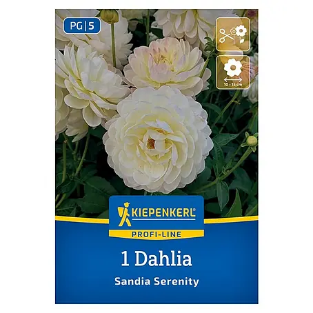 Kiepenkerl  Dahlie Sandia Serenity
