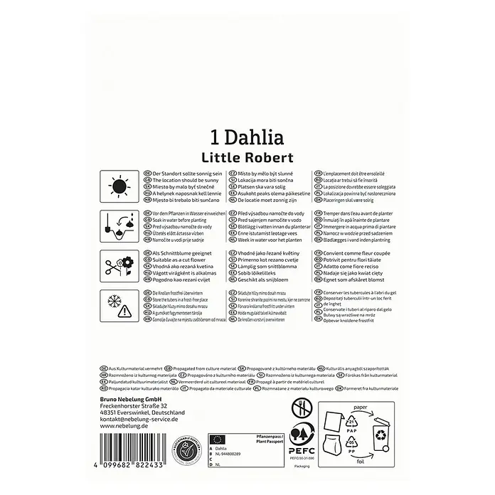Kiepenkerl Dahlie Little Robert - Dahlia x Hybrida, Mehrfarbig - Verpackungsanleitung für eine "Little Robert" Dahlie mit Informationen zu Standort, Bewässerung, Schnitt und Lagerung.
