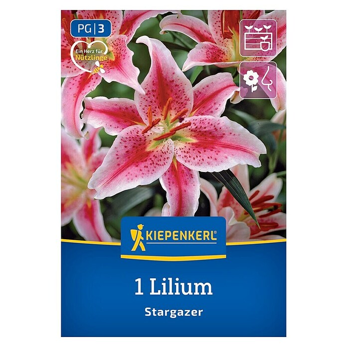 Kiepenkerl Mešana cvetlična semena lilij Stargazer  (Lilium x Hybrida) | 8113 - Frühjahrsblumenzwiebeln | IBXA - Blumenzwiebeln | IBX - Blumenzwiebeln | IB - Grünpflanzen/Sämereien | I - Stadtgarten | BAUHAUS