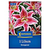 Kiepenkerl Mešana cvetlična semena lilij Stargazer  (Lilium x Hybrida) | 8113 - Frühjahrsblumenzwiebeln | IBXA - Blumenzwiebeln | IBX - Blumenzwiebeln | IB - Grünpflanzen/Sämereien | I - Stadtgarten | BAUHAUS