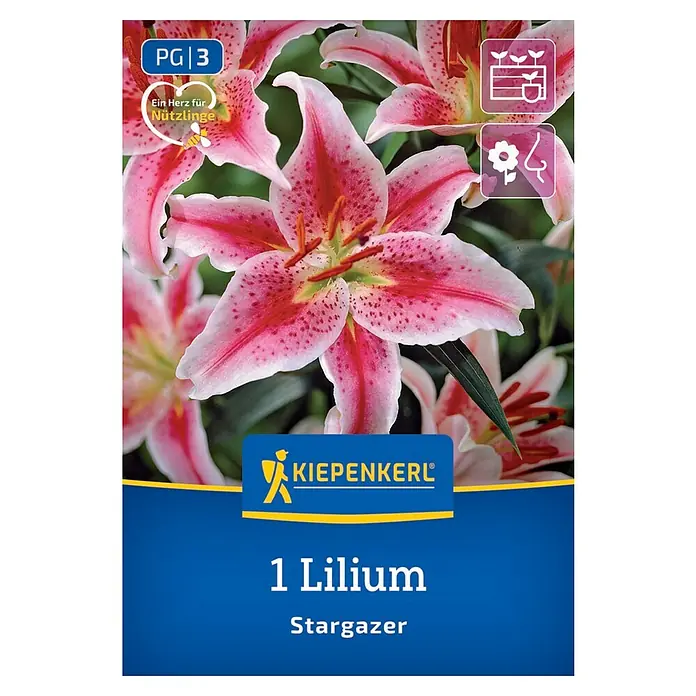 Kiepenkerl Blumensamenmischung Lilie Stargazer - Lilium Stargazer - Abbildung einer Kiepenkerl Stargazer Lilie.