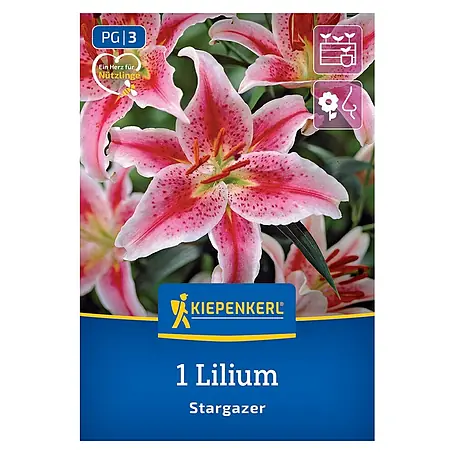 Kiepenkerl  Blumensamenmischung Lilie Stargazer