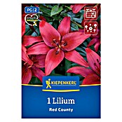 Kiepenkerl Mešana cvetlična semena lilij Red County  (Lilium x Hybrida) | 8113 - Frühjahrsblumenzwiebeln | IBXA - Blumenzwiebeln | IBX - Blumenzwiebeln | IB - Grünpflanzen/Sämereien | I - Stadtgarten | BAUHAUS