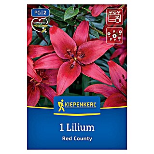 Kiepenkerl Mešana cvetlična semena lilij Red County (Lilium x Hybrida)