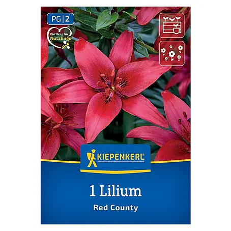 Kiepenkerl  Blumensamenmischung Lilie Red County