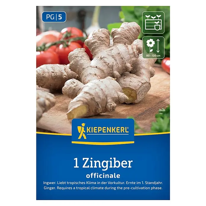 Kiepenkerl Ingwer - Zingiber officinalis - Das Bild zeigt eine Kiepenkerl Ingwer-Pflanze, ideal für tropische Klimazonen.