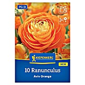 Kiepenkerl Mešana cvetlična semena zlatic Aviv Orange  (Ranunculus, Oranžna) | 8113 - Frühjahrsblumenzwiebeln | IBXA - Blumenzwiebeln | IBX - Blumenzwiebeln | IB - Grünpflanzen/Sämereien | I - Stadtgarten | BAUHAUS