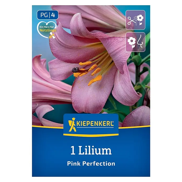 Kiepenkerl Blumensamenmischung Trompeten Lilie Pink Perfection - Begonia x Tuberhybrida - Verpackung einer Lilie 'Pink Perfection' von Kiepenkerl. Die Blume ist rosa und hat gelbe Staubgefäße, außerdem sind Pflegetipps abgebildet.