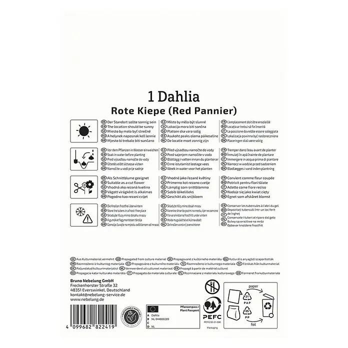 Kiepenkerl Dahlie Rote Kiepe - Dahlia x Hybrida, Mehrfarbig - Pflegehinweise für Dahlien 'Rote Kiepe' mit Informationen zu Standort, Bewässerung, Schnitt und Überwinterung.
