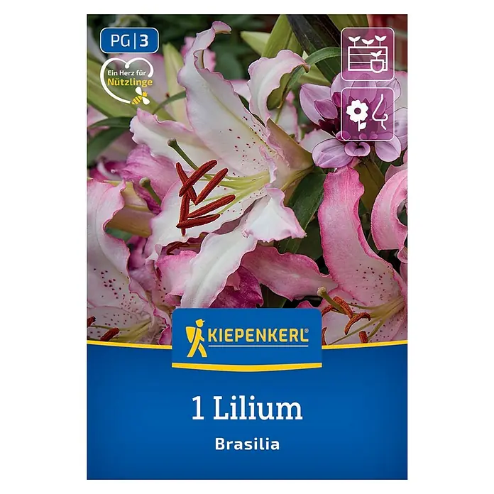 Kiepenkerl Blumensamenmischung Lilie Brasilia - Lilium x Hybrida - Lilium 'Brasilia' Blumenzwiebel-Packung mit wunderschönen rosa-weissen Blüten und roten Staubgefässen für Gartenliebhaber.