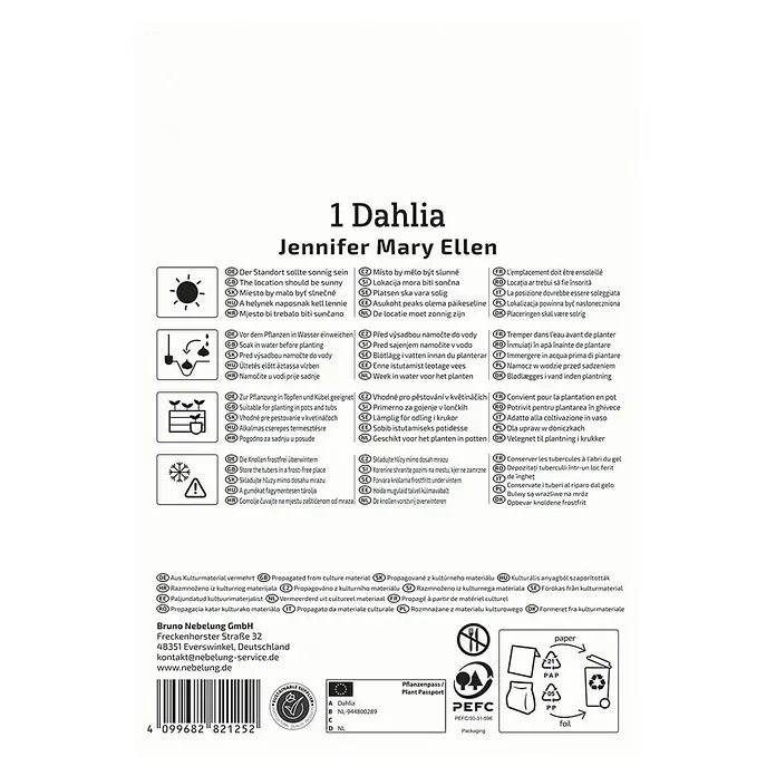 Kiepenkerl Dahlie Jennifer Mary Ellen - Dahlia x Hybrida, Mehrfarbig - Informationen zur Dahlie 'Jennifer Mary Ellen', einschließlich Standort, Bewässerung, Pflanzung und Überwinterung.