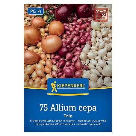 Kiepenkerl  Steckzwiebeln Trio