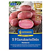 Kiepenkerl Profi-Line Pflanzkartoffeln Heiderot (Solanum tuberosum, 5 Stk., Erntezeit: September) | BAUHAUS