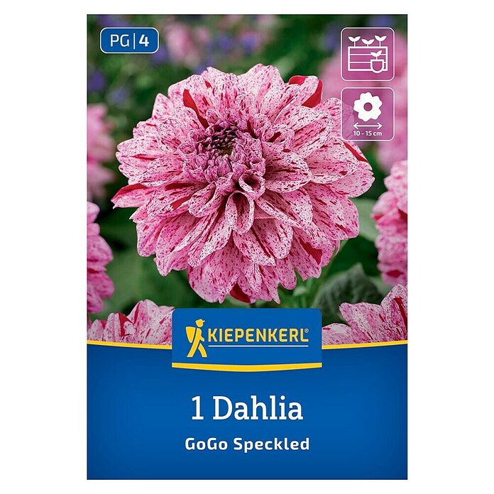 Kiepenkerl Dalija Go Go Speckled  (Dahlia x Hybrida, Večbarvna) | 8113 - Frühjahrsblumenzwiebeln | IBXA - Blumenzwiebeln | IBX - Blumenzwiebeln | IB - Grünpflanzen/Sämereien | I - Stadtgarten | BAUHAUS
