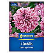 Kiepenkerl Dalija Go Go Speckled  (Dahlia x Hybrida, Večbarvna) | 8113 - Frühjahrsblumenzwiebeln | IBXA - Blumenzwiebeln | IBX - Blumenzwiebeln | IB - Grünpflanzen/Sämereien | I - Stadtgarten | BAUHAUS