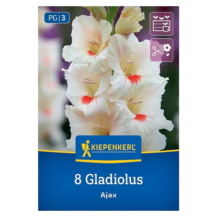 Kiepenkerl Blumensamenmischung Gladiolus Ajax - Gladiolus x Hybrida - Abbildung einer Samenpackung mit 8 Gladiolen "Ajax" der Marke Kiepenkerl, die elegante, cremefarbene Blüten mit roten Akzenten zeigt.