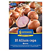 Kiepenkerl Profi-Line Steckzwiebeln Schalotte Biztro, Gr. 7/15 (Allium cepa, Erntezeit: Juli) | BAUHAUS