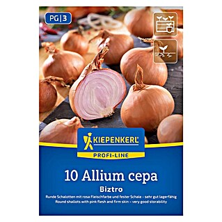 Kiepenkerl Profi-Line Steckzwiebeln Schalotte Biztro, Gr. 7/15 (Allium cepa, Erntezeit: Juli)