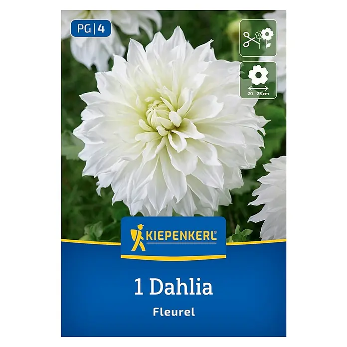 Kiepenkerl Dahlie Schmuckdahlie Fleurel - Dahlia x Hybrida, Mehrfarbig - Dahlie 'Fleurel' auf der Verpackung abgebildet. Die Blume ist weiß und hat viele Blütenblätter. Durchmesser der Blüte: 20-25 cm.