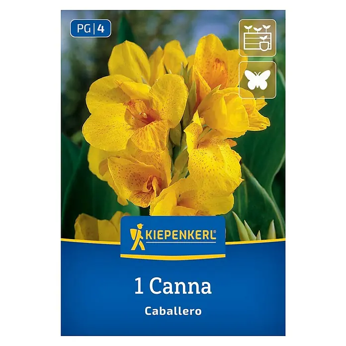 Kiepenkerl Blumensamenmischung Blumenrohr Caballero - Begonia x Tuberhybrida - Produktbild einer 1 Canna Caballero Blumenzwiebelpackung mit gelben Blüten und Informationen zur Anpflanzung.