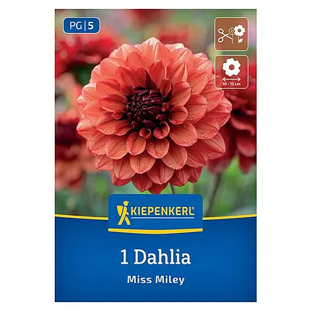 Kiepenkerl  Dahlie Miss Miley