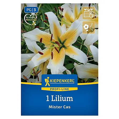 Kiepenkerl  Blumensamenmischung Lilie Mister Cas