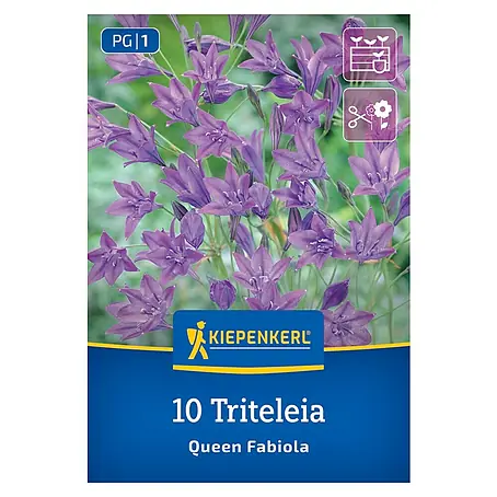 Kiepenkerl  Blumensamenmischung Triteleia Queen Fabiola