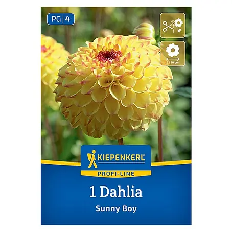 Kiepenkerl  Dahlie Sunny Boy