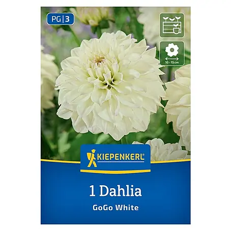 Kiepenkerl  Dahlie Go Go White