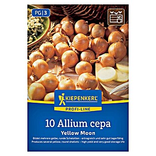 Kiepenkerl Profi-Line Steckzwiebeln Schalotte Yellow Moon (Allium cepa, Erntezeit: Juli)