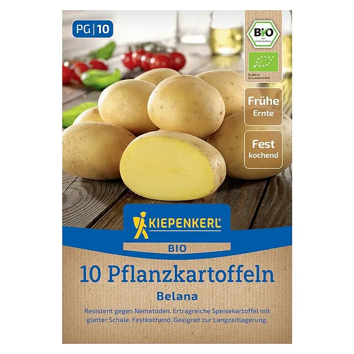 Kartoffel Belana Erntezeit