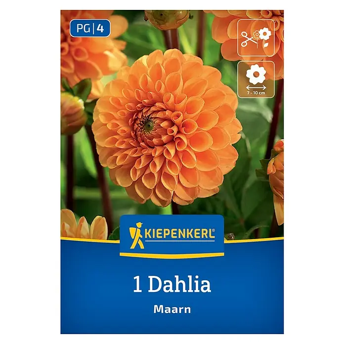 Kiepenkerl Dahlie Maarn - Dahlia x Hybrida, Mehrfarbig - Produktfoto einer Dahlie 'Maarn', einer orangefarbenen Pompon-Dahlie, ideal für farbenfrohe Gärten und als Schnittblume.